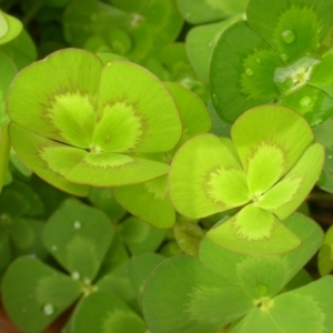 Marsilea mutica at Hackett, ACT - suppressed