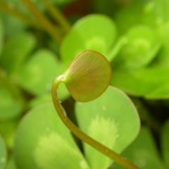 Marsilea mutica at Hackett, ACT - 6 Jan 2016