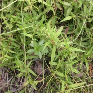 Persicaria prostrata at Hackett, ACT - 6 Jan 2016