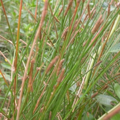 Eleocharis acuta (Common Spike-rush) at Hackett, ACT - 5 Jan 2016 by waltraud