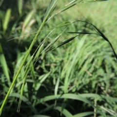 Microlaena stipoides (Weeping Grass) at Calwell, ACT - 24 Nov 2015 by MichaelBedingfield