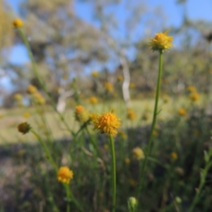 Calotis lappulacea at Calwell, ACT - 23 Nov 2015