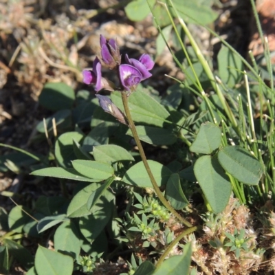 Glycine tabacina (Variable Glycine) at Tuggeranong Hill - 23 Nov 2015 by michaelb