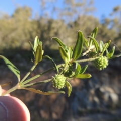 Opercularia hispida (Hairy Stinkweed) at Calwell, ACT - 23 Nov 2015 by MichaelBedingfield