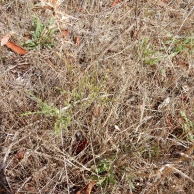 Calotis lappulacea (Yellow Burr Daisy) at Belconnen, ACT - 6 Jan 2016 by Rosie