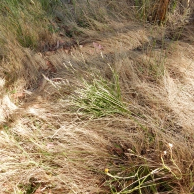 Caesia calliantha (Blue Grass-lily) at Belconnen, ACT - 3 Dec 2015 by Rosie