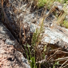 Cheilanthes distans (Bristly Cloak Fern) at Belconnen, ACT - 6 Jan 2015 by Rosie