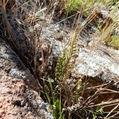 Cheilanthes distans (Bristly Cloak Fern) at Belconnen, ACT - 7 Jan 2015 by Rosie