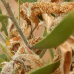 Acacia lanigera var. lanigera at Majura, ACT - 7 Jan 2016