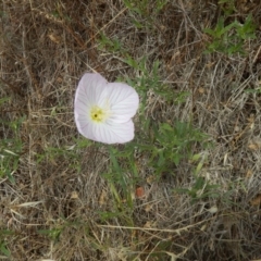 Oenothera speciosa (Pink Primose) at Majura, ACT - 7 Jan 2016 by MichaelMulvaney