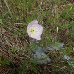 Oenothera speciosa at Majura, ACT - 7 Jan 2016