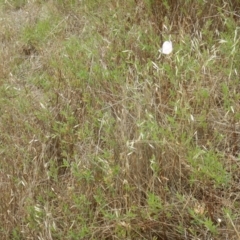 Oenothera speciosa at Majura, ACT - 7 Jan 2016 12:13 PM