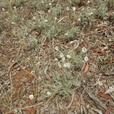 Leucochrysum albicans subsp. tricolor (Hoary Sunray) at Majura, ACT - 7 Jan 2016 by MichaelMulvaney