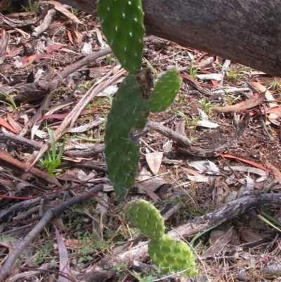 Opuntia stricta (Common Prickly Pear) at Mount Ainslie - 6 Jan 2016 by waltraud