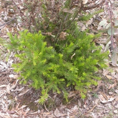 Grevillea rosmarinifolia subsp. rosmarinifolia (Rosemary Grevillea) at Hackett, ACT - 7 Jan 2016 by waltraud