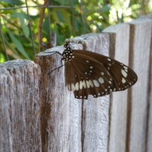 Euploea corinna at Isaacs, ACT - 26 Jan 2011