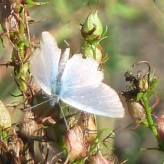 Zizina otis (Common Grass-Blue) at Isaacs, ACT - 12 Feb 2011 by galah681