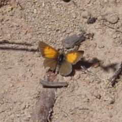 Lucia limbaria (Chequered Copper) at Paddys River, ACT - 4 Apr 2011 by galah681