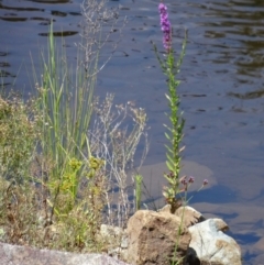 Lythrum salicaria (Purple Loosestrife) at Uriarra Village, ACT - 8 Jan 2015 by galah681