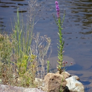 Lythrum salicaria at Uriarra Village, ACT - 9 Jan 2015