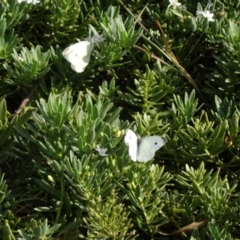 Pieris rapae (Cabbage White) at Molonglo Valley, ACT - 12 Mar 2015 by galah681
