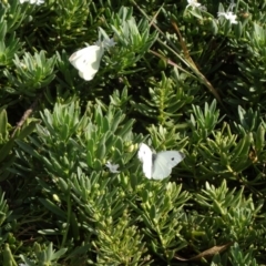 Pieris rapae (Cabbage White) at Molonglo Valley, ACT - 11 Mar 2015 by galah681