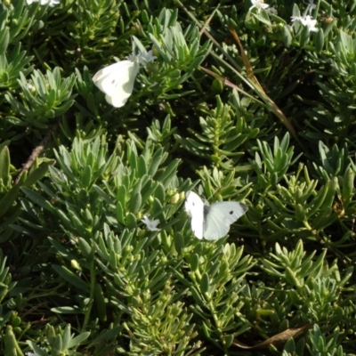 Pieris rapae (Cabbage White) at Molonglo Valley, ACT - 12 Mar 2015 by galah681