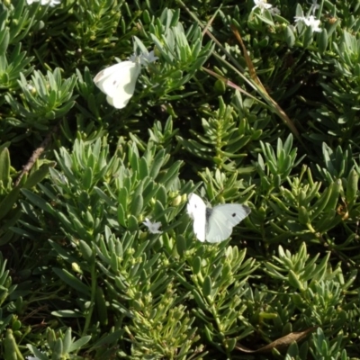 Pieris rapae (Cabbage White) at Molonglo Valley, ACT - 11 Mar 2015 by galah681