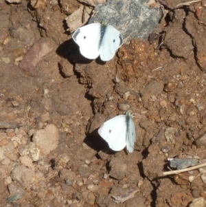 Pieris rapae at Molonglo Valley, ACT - 13 Mar 2011 10:08 AM