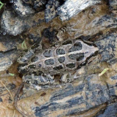 Limnodynastes tasmaniensis (Spotted Grass Frog) at Molonglo Valley, ACT - 25 Feb 2015 by galah681