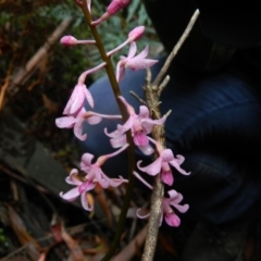 Dipodium roseum (Rosy Hyacinth Orchid) at Lower Cotter Catchment - 6 Jan 2016 by ArcherCallaway