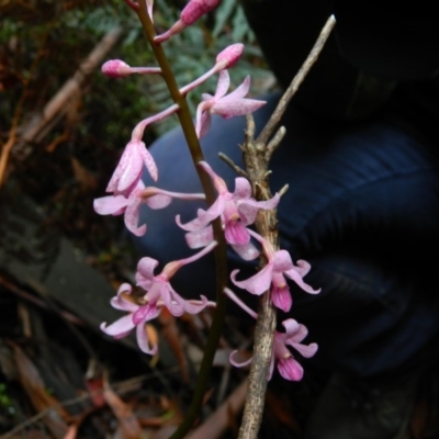 Dipodium roseum (Rosy Hyacinth Orchid) at Cotter River, ACT - 6 Jan 2016 by RyuCallaway