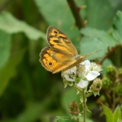 Heteronympha merope (Common Brown Butterfly) at Cotter River, ACT - 6 Jan 2016 by ArcherCallaway