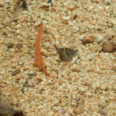 Geitoneura klugii (Marbled Xenica) at Lower Cotter Catchment - 6 Jan 2016 by ArcherCallaway