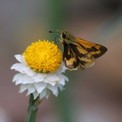 Ocybadistes walkeri (Green Grass-dart) at Acton, ACT - 23 Dec 2015 by SuziBond