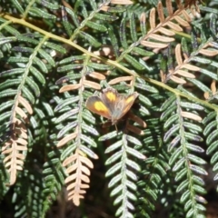 Paralucia aurifera (Bright Copper) at Paddys River, ACT - 18 Nov 2012 by galah681