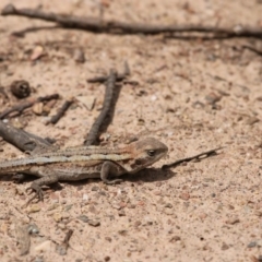 Rankinia diemensis (Mountain Dragon) at Mount Clear, ACT - 9 Nov 2015 by SuziBond