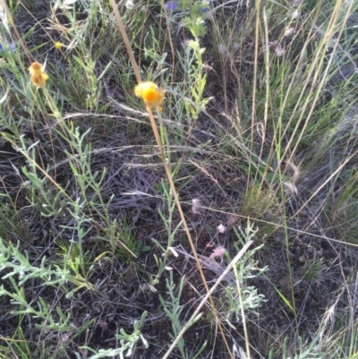 Chrysocephalum apiculatum (Common Everlasting) at Cooma, NSW - 7 Jan 2016 by jackfrench