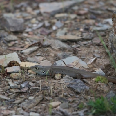Liopholis whitii (White's Skink) at Mount Clear, ACT - 10 Nov 2015 by SuziBond
