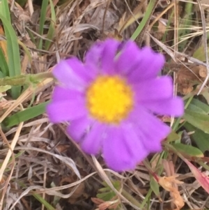 Calotis scabiosifolia var. integrifolia at Rendezvous Creek, ACT - 7 Jan 2016