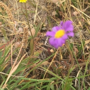 Calotis scabiosifolia var. integrifolia at Rendezvous Creek, ACT - 7 Jan 2016