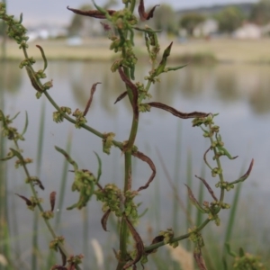 Rumex conglomeratus at Gordon, ACT - 6 Dec 2015