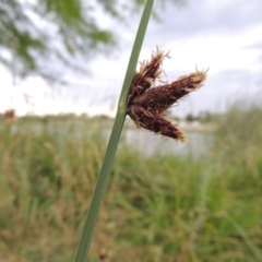 Schoenoplectus pungens (Common Three-Square) at Point Hut Pond - 6 Dec 2015 by michaelb