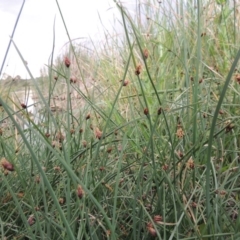 Schoenoplectus pungens at Gordon, ACT - 6 Dec 2015 06:26 PM