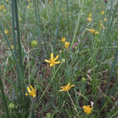 Ranunculus papulentus (Large River Buttercup) at Gordon, ACT - 6 Dec 2015 by MichaelBedingfield