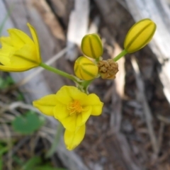 Bulbine bulbosa (Golden Lily) at Mount Fairy, NSW - 25 Oct 2015 by JanetRussell