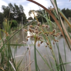 Schoenoplectus tabernaemontani (River Club-rush) at Gordon, ACT - 6 Dec 2015 by MichaelBedingfield