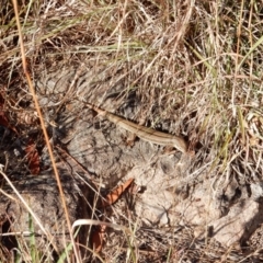 Ctenotus robustus (Robust Striped-skink) at Latham, ACT - 9 Jan 2016 by Rosie