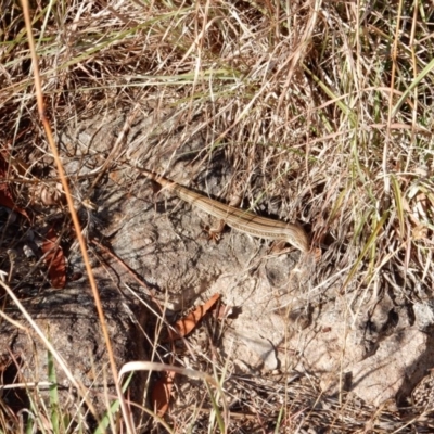 Ctenotus robustus (Robust Striped-skink) at Latham, ACT - 8 Jan 2016 by Rosie