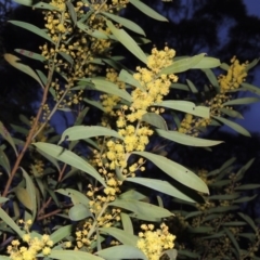 Acacia rubida (Red-stemmed Wattle, Red-leaved Wattle) at Tharwa, ACT - 26 Aug 2014 by MichaelBedingfield